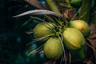 Does Where a Coconut Comes From Really Matter?